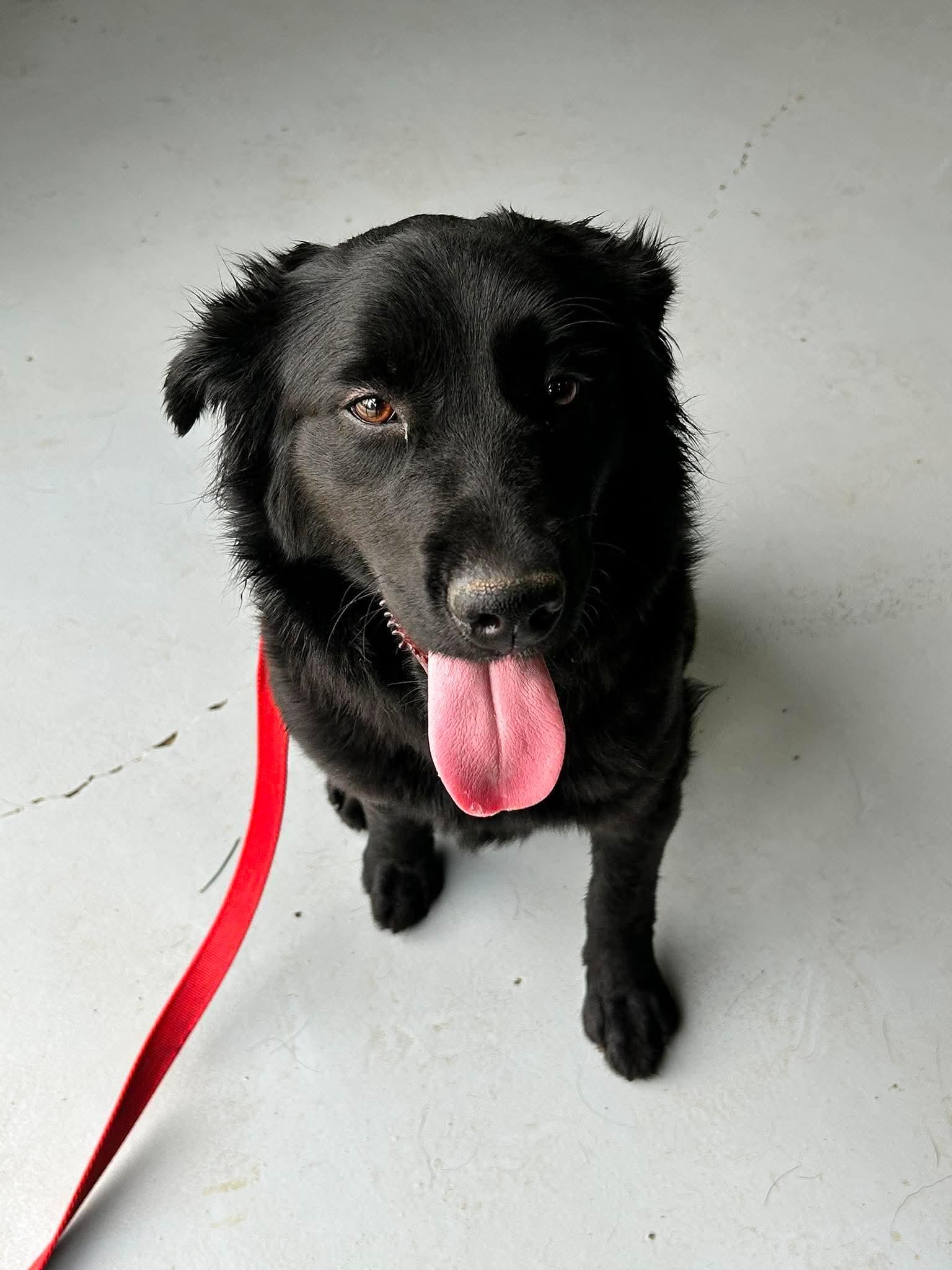 Enlarge Mystique, a ADOPTABLE mixed breed in Brunswick, OH image 3/6