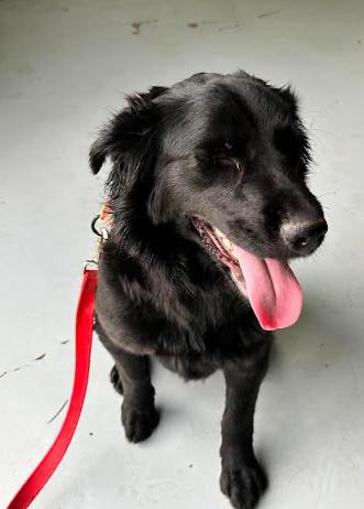 Enlarge Mystique, a ADOPTABLE mixed breed in Brunswick, OH image 4/6