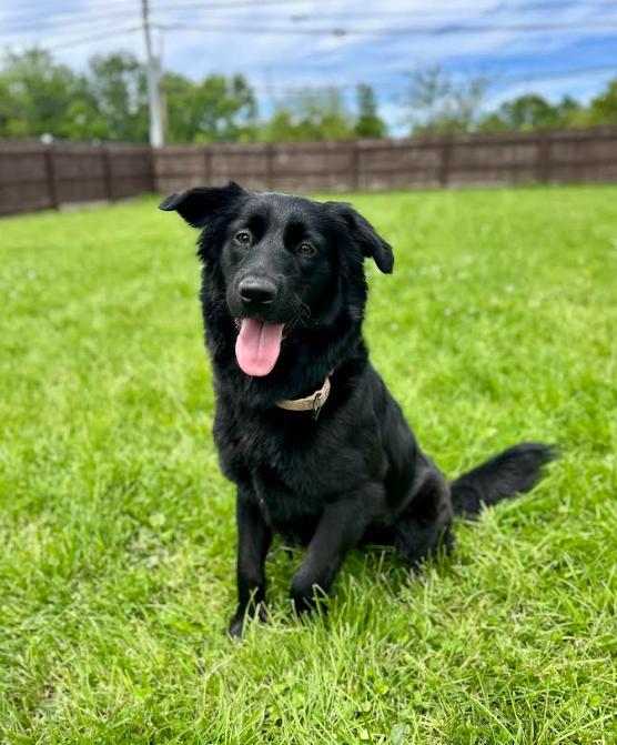 Enlarge Mystique, a ADOPTABLE mixed breed in Brunswick, OH image 1/6