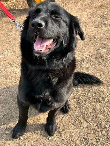 Enlarge Mystique, a ADOPTABLE mixed breed in Brunswick, OH image 2/6