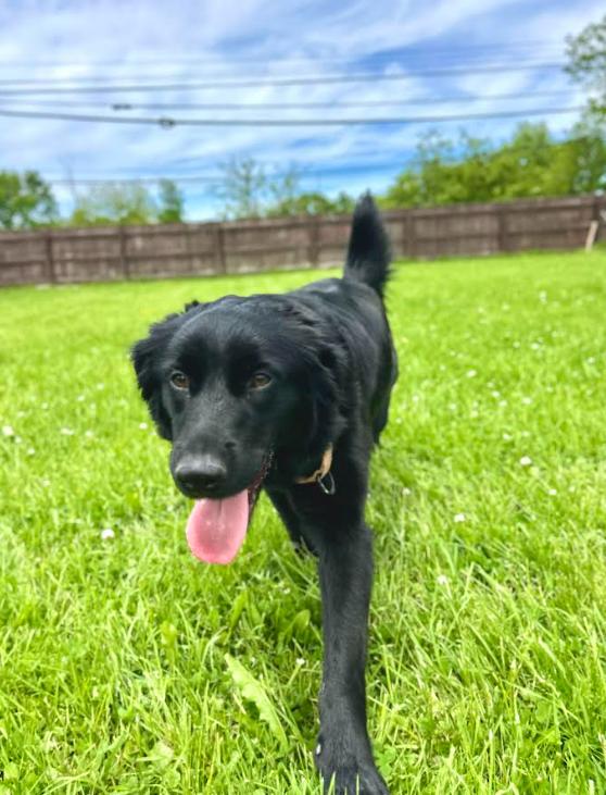 Enlarge Mystique, a ADOPTABLE mixed breed in Brunswick, OH image 5/6