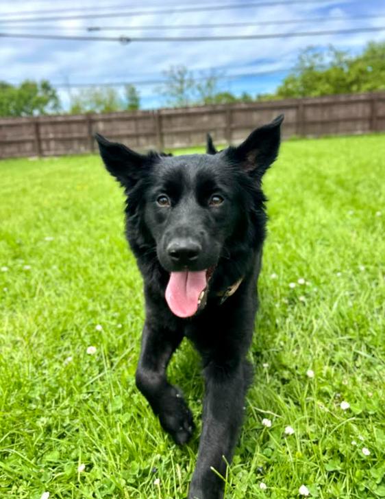 Enlarge Mystique, a ADOPTABLE mixed breed in Brunswick, OH image 6/6