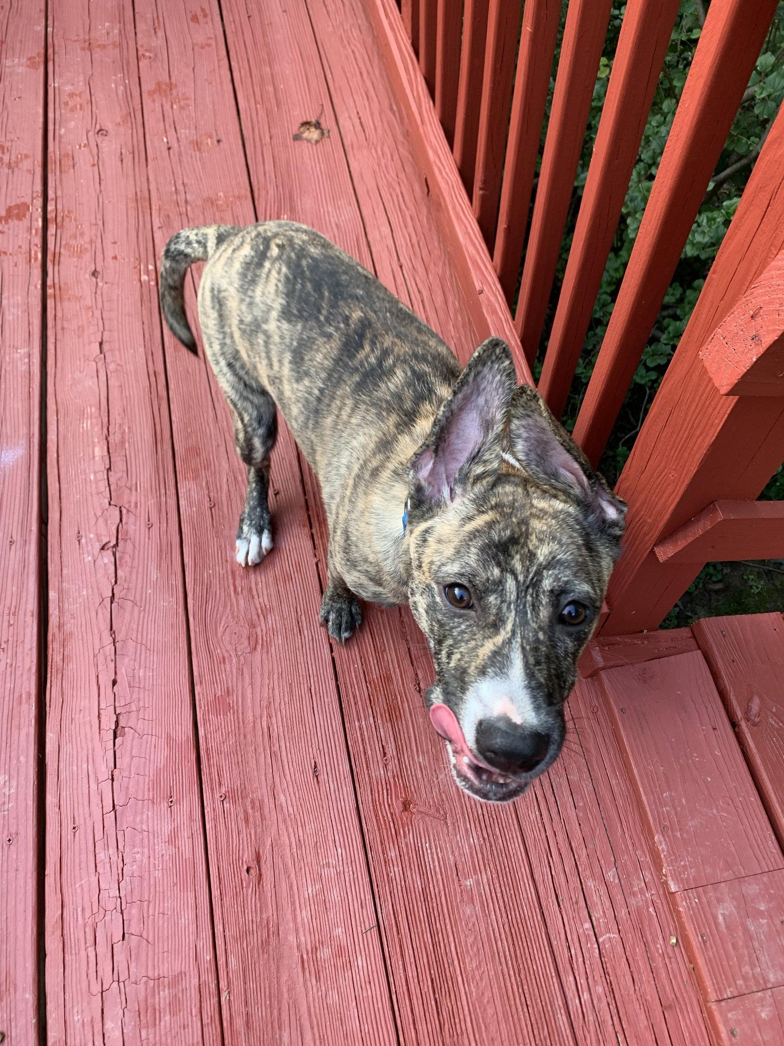 Lucky, Adoptable, Young Male Boxer.