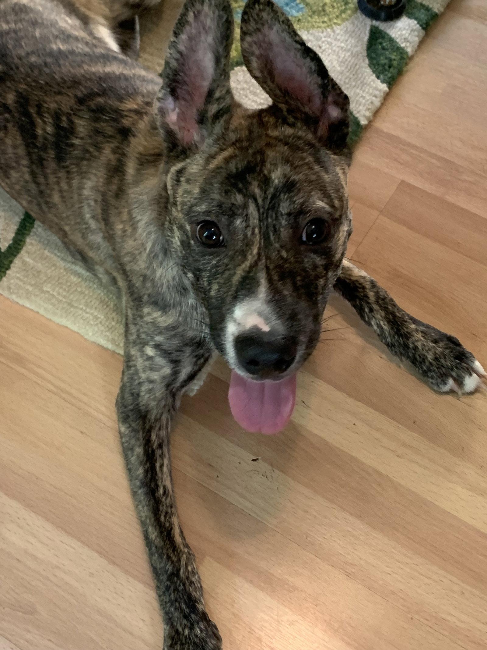 Enlarge Lucky, a Adoptable Boxer in Herndon, VA image 2/3