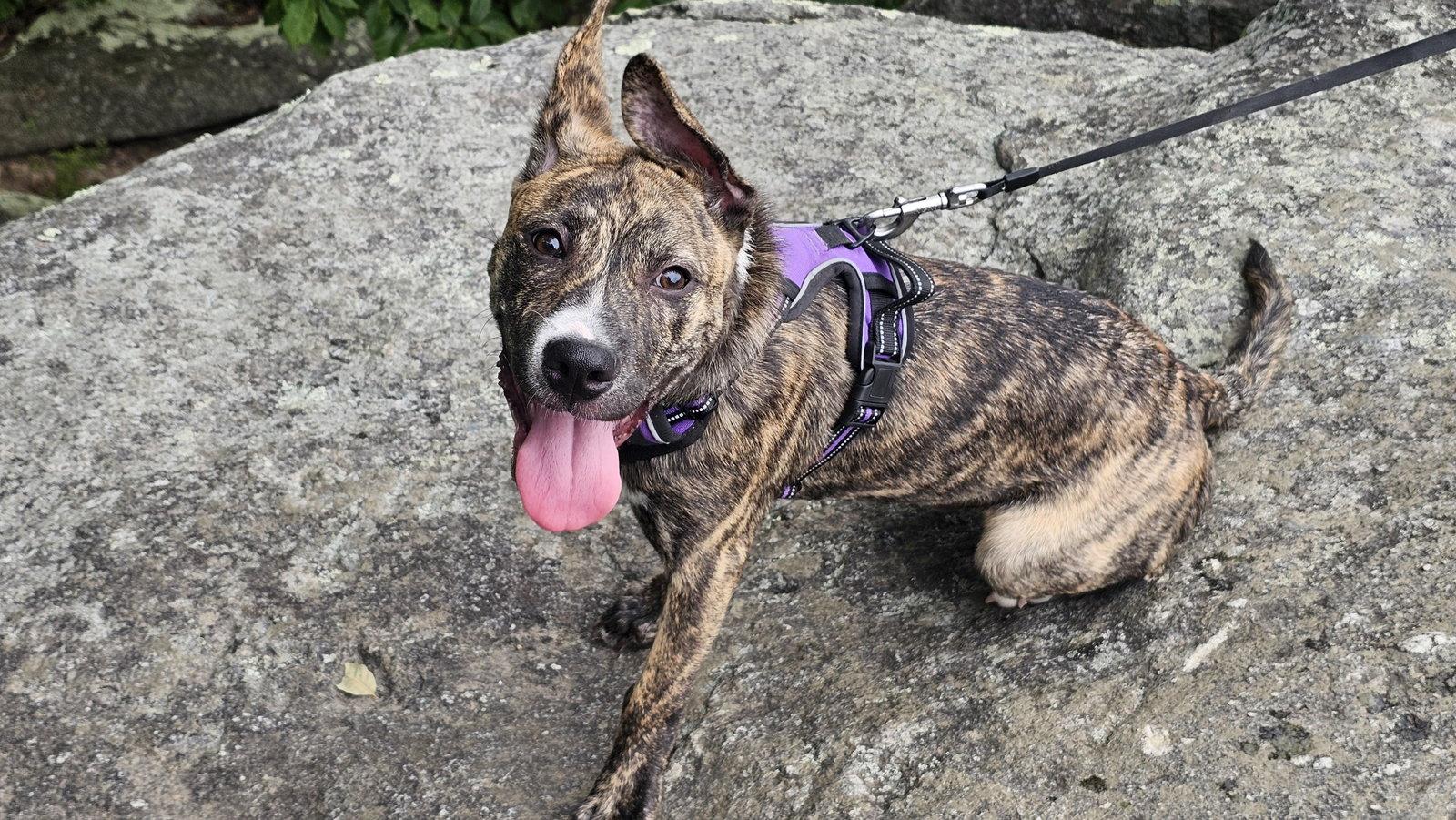 Enlarge Lucky, a Adoptable Boxer in Herndon, VA image 3/3