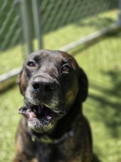Enlarge Gunner (Adoption Ambassador), a Adoptable mixed breed in Savannah, GA image 2/3