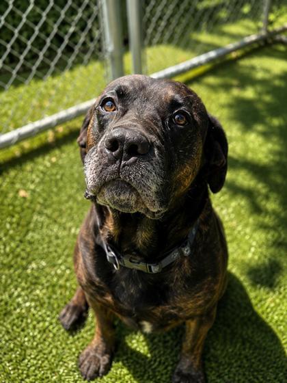Enlarge Gunner (Adoption Ambassador), a Adoptable mixed breed in Savannah, GA image 3/3