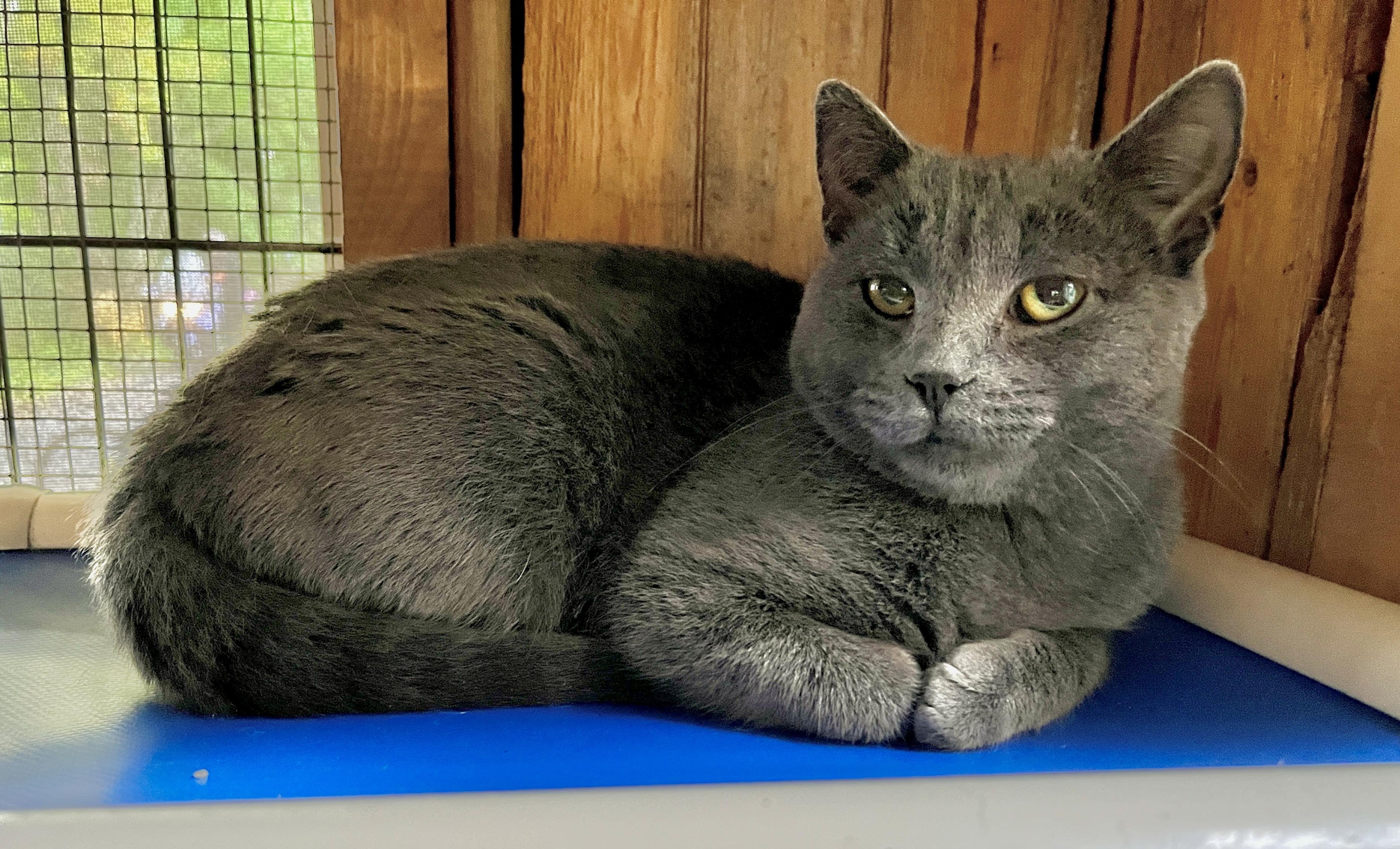 Enlarge CATERINA (CR/SC), a Adoptable mixed breed in Sainte-Angele-de-Monnoir, QC image 2/6