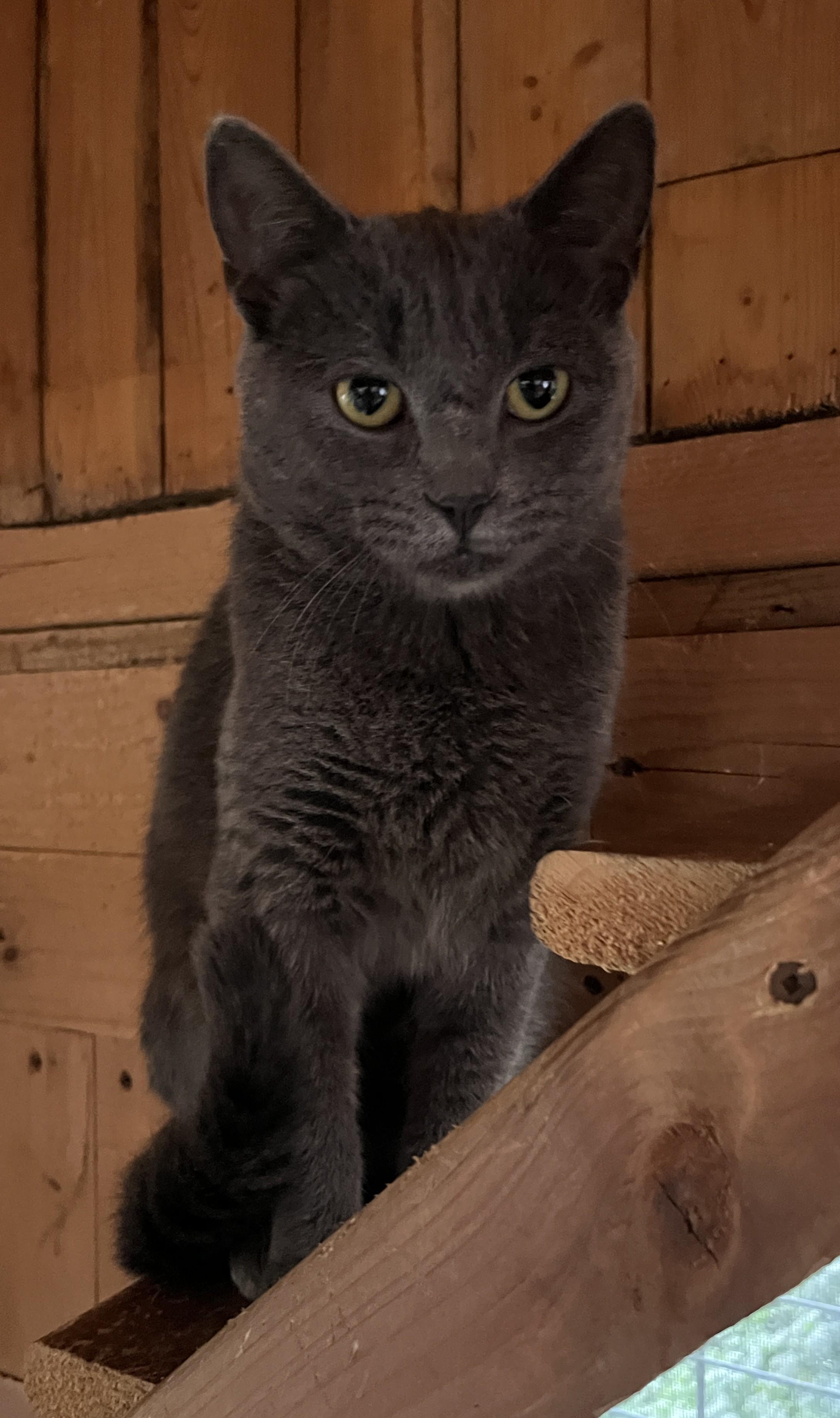 Enlarge CATERINA (CR/SC), a Adoptable mixed breed in Sainte-Angele-de-Monnoir, QC image 3/6