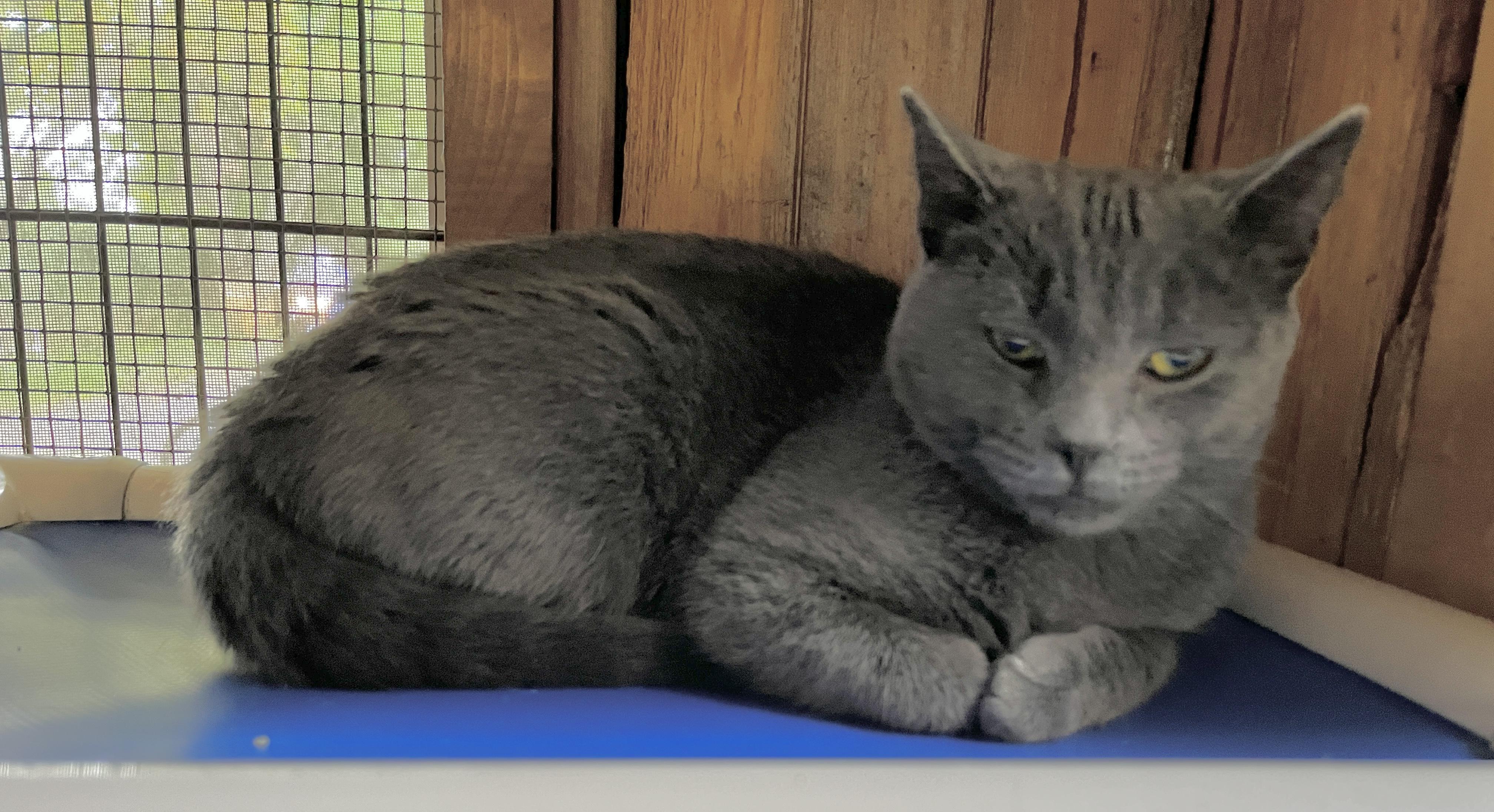 Enlarge CATERINA (CR/SC), a Adoptable mixed breed in Sainte-Angele-de-Monnoir, QC image 5/6