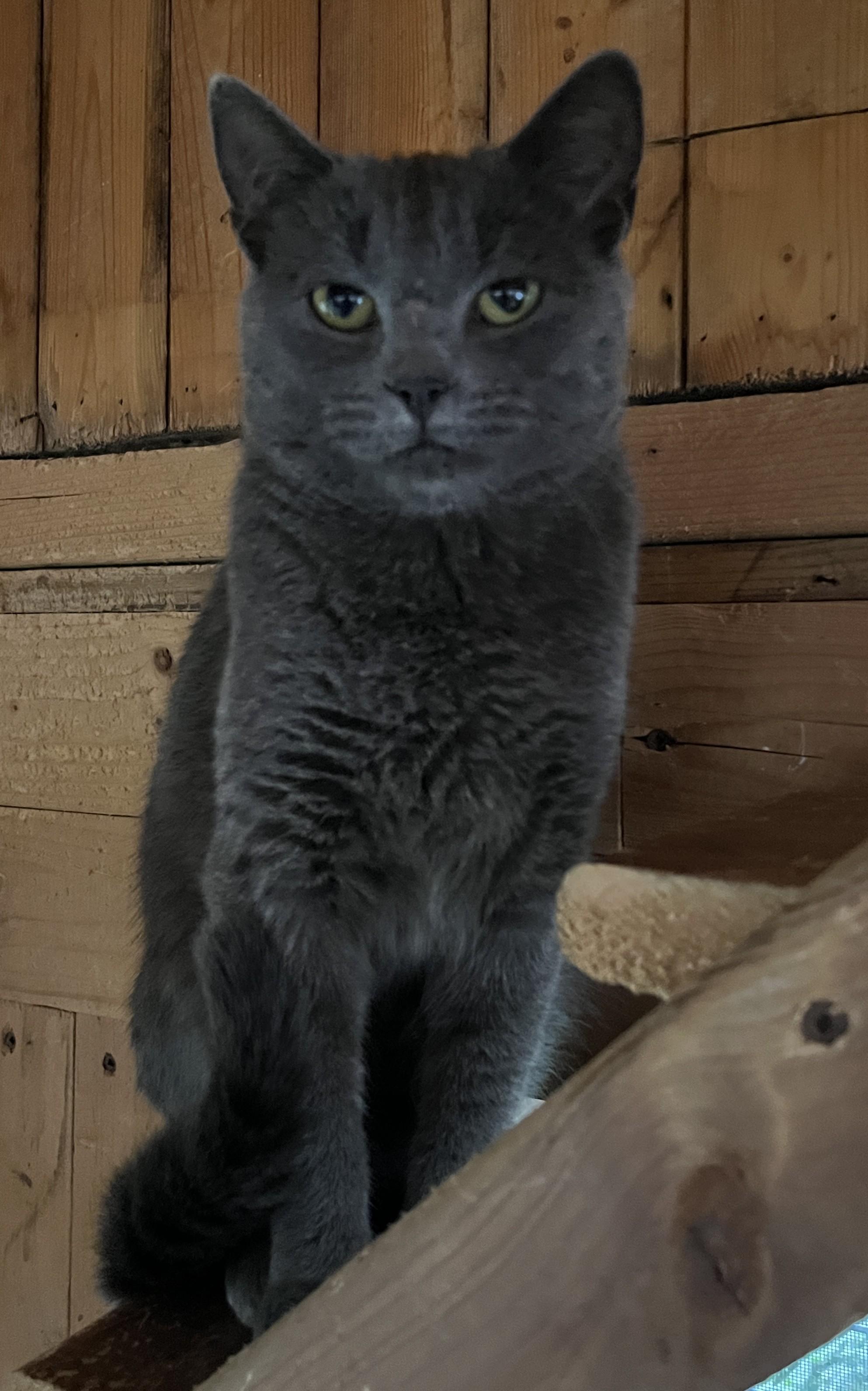 Enlarge CATERINA (CR/SC), a Adoptable mixed breed in Sainte-Angele-de-Monnoir, QC image 4/6
