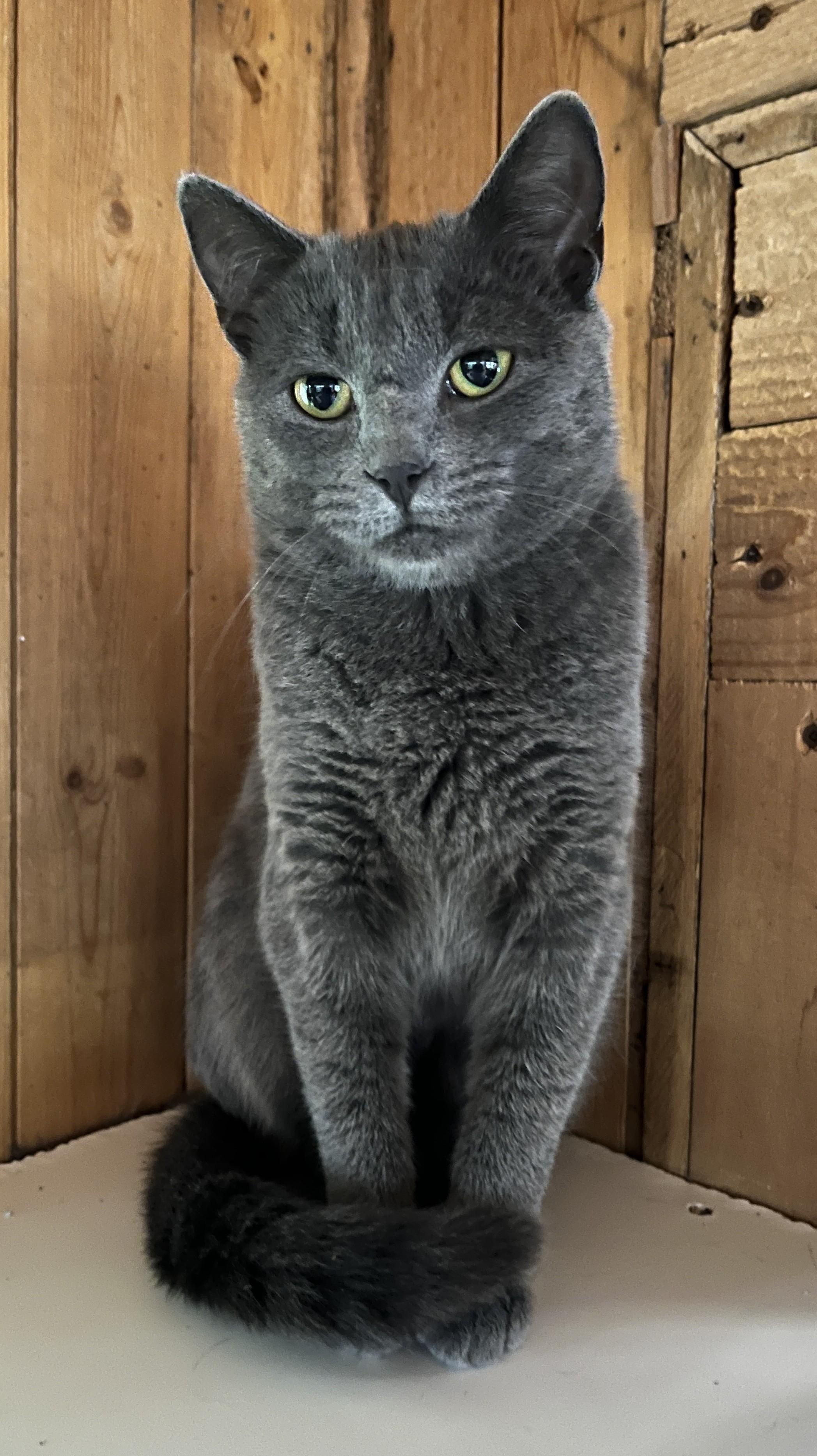 CATERINA (CR/SC), Adoptable, Young Female Domestic Short Hair & Chartreux.