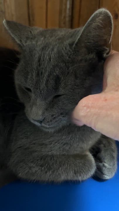 Enlarge CATERINA (CR/SC), a Adoptable mixed breed in Sainte-Angele-de-Monnoir, QC video 6/6