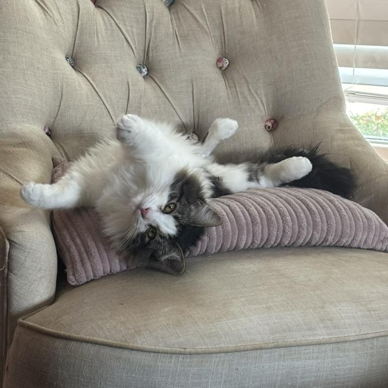 Enlarge Brie (courtesy post), an adopted Domestic Long Hair in Houston, TX image 5/5