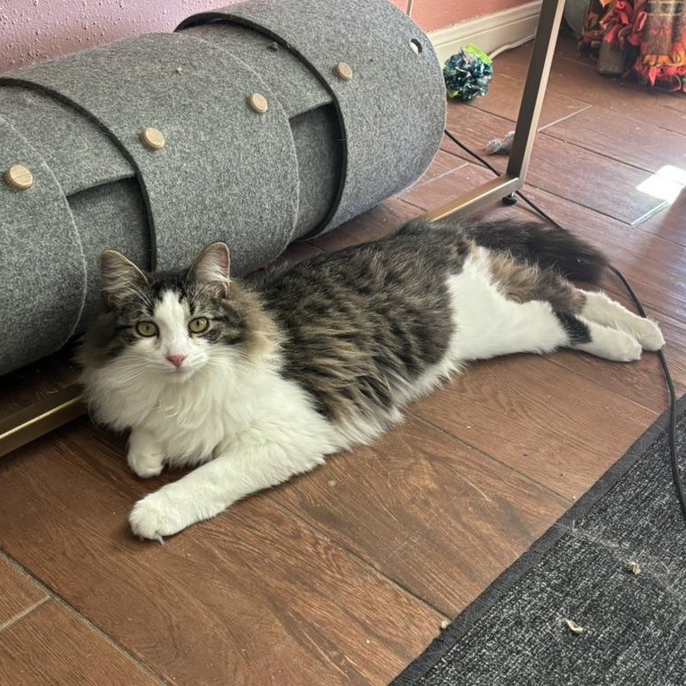 Enlarge Brie (courtesy post), an adopted Domestic Long Hair in Houston, TX image 2/5