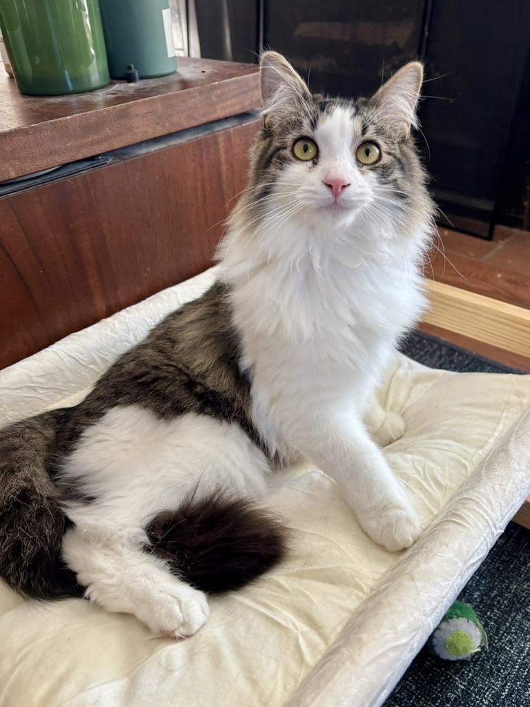 Enlarge Brie (courtesy post), an adopted Domestic Long Hair in Houston, TX image 3/5