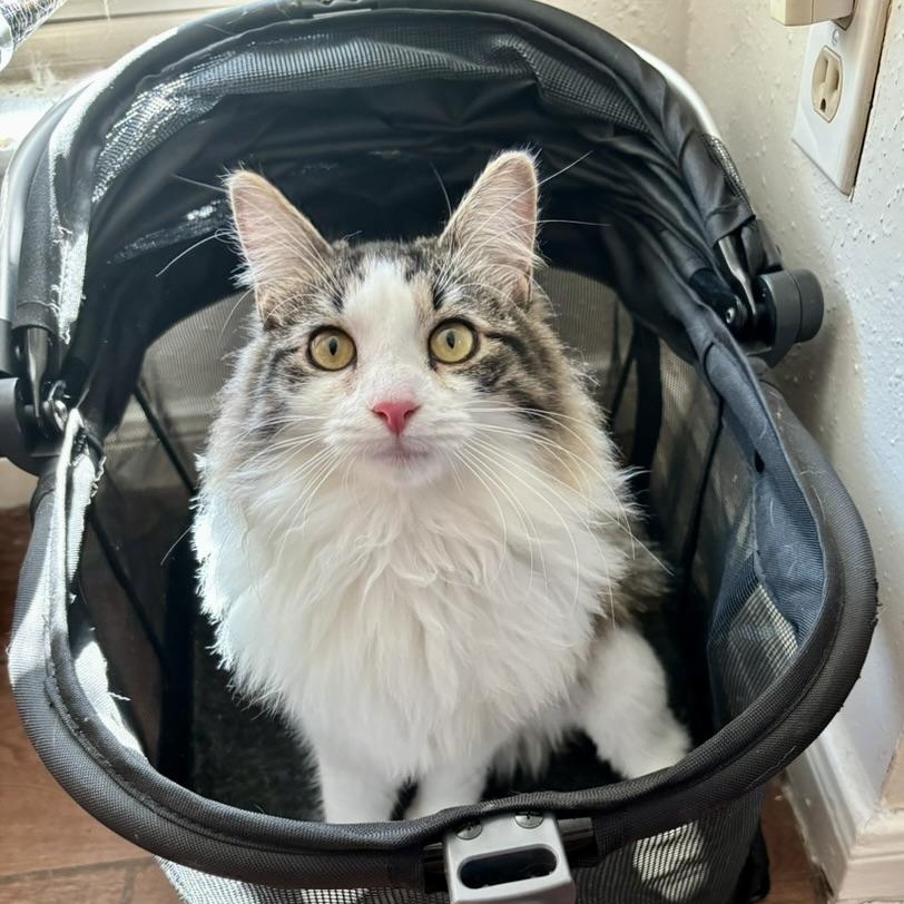 Brie (courtesy post), adopted, Kitten Female Domestic Long Hair.