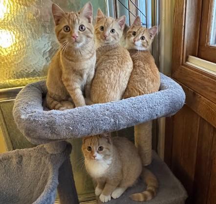 Clara, an adopted Domestic Short Hair in Andover, MN image 2/6