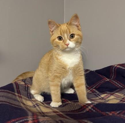 Clara, adopted, Kitten Female Domestic Short Hair.