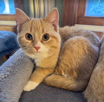 Clara, an adopted Domestic Short Hair in Andover, MN image 5/6