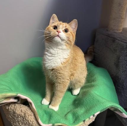 Clara, an adopted Domestic Short Hair in Andover, MN image 3/6