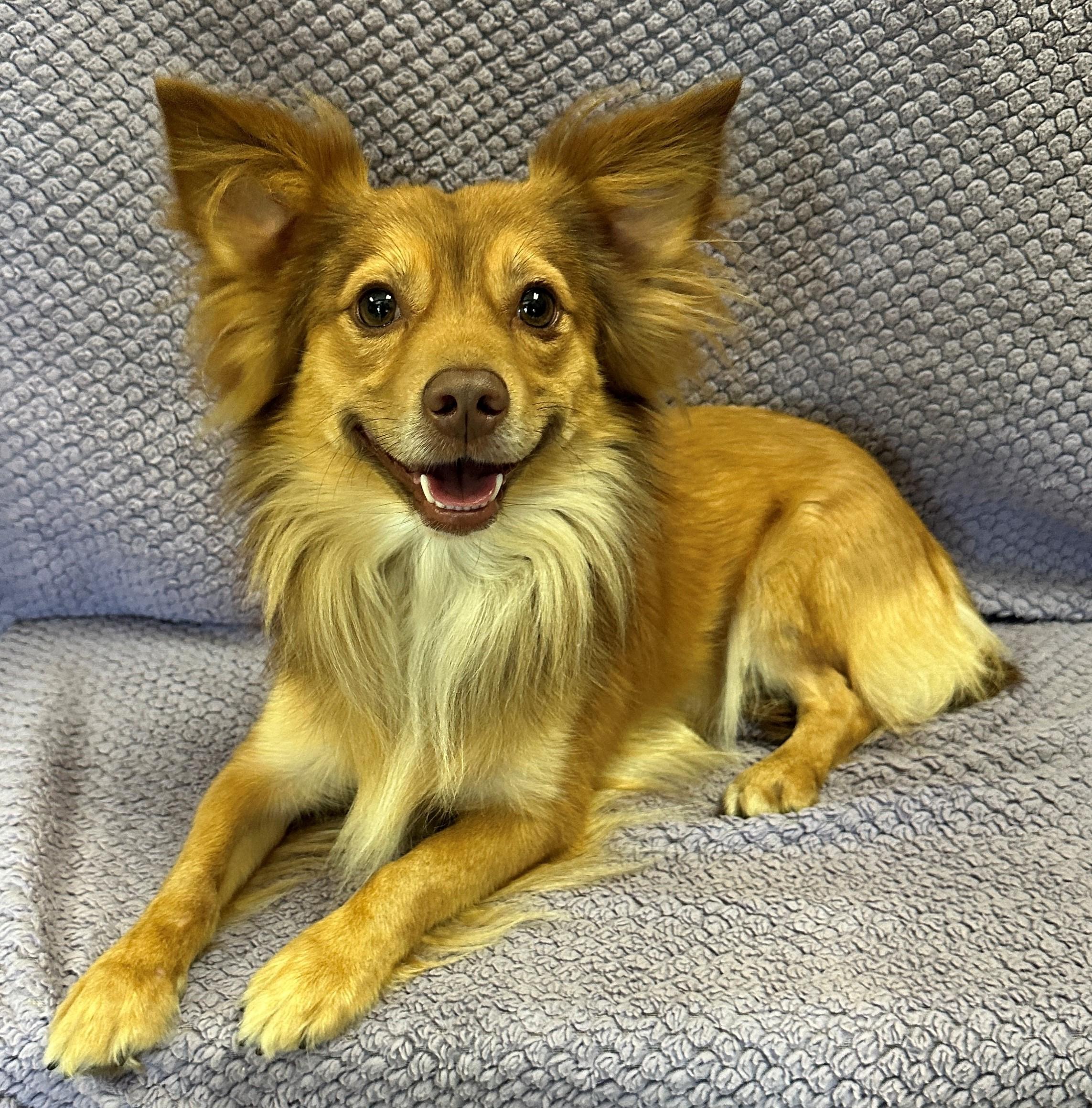 Enlarge Brutus, a Adoptable mixed breed in Lodi, CA image 6/6