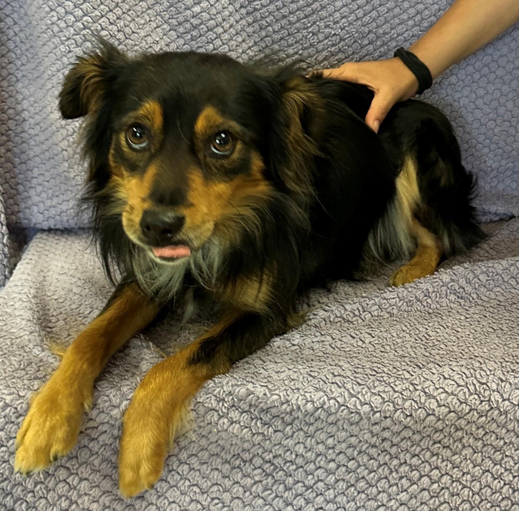 Enlarge Brutus, a Adoptable mixed breed in Lodi, CA image 5/6