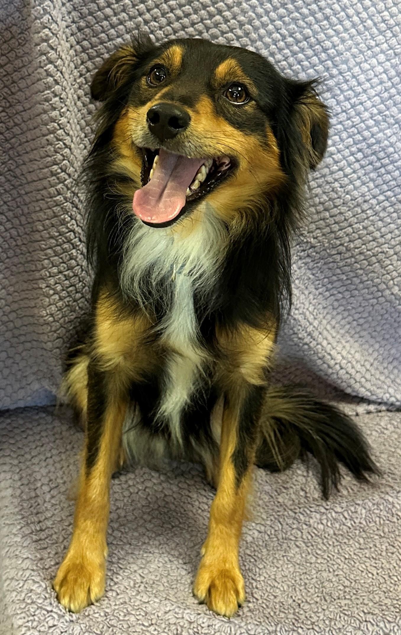Enlarge Brutus, a Adoptable mixed breed in Lodi, CA image 4/6