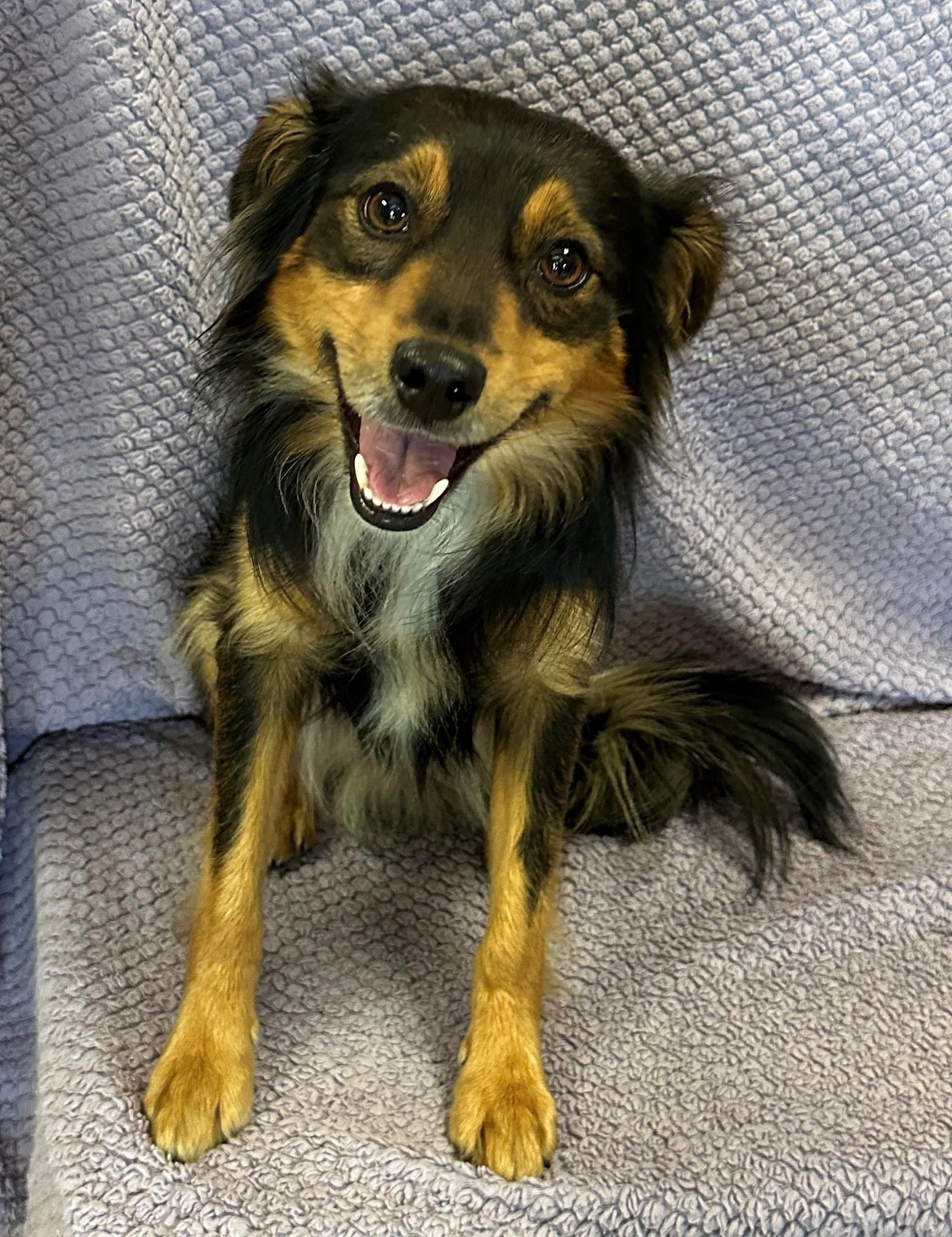 Enlarge Brutus, a Adoptable mixed breed in Lodi, CA image 3/6