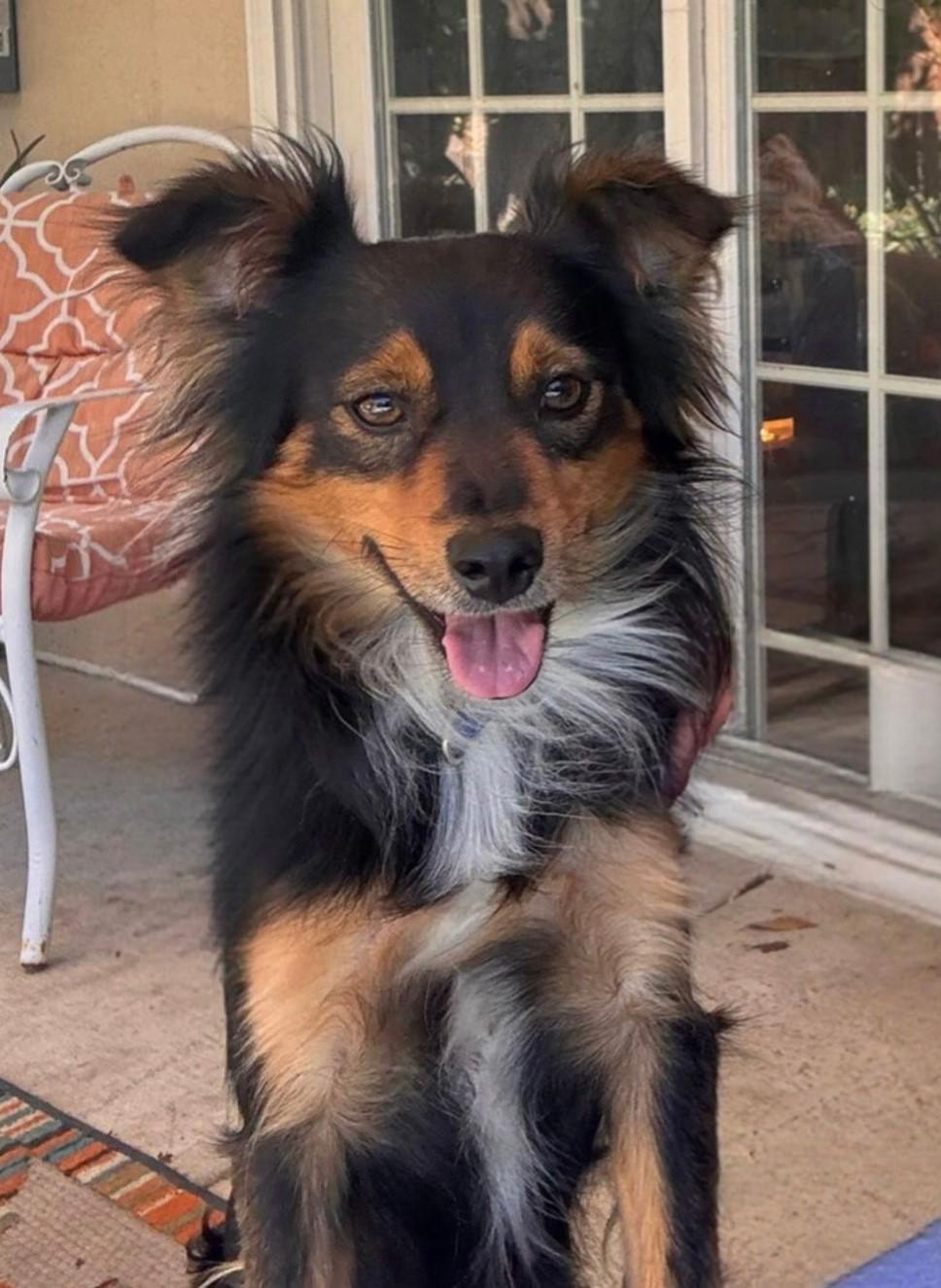 Enlarge Brutus, a Adoptable mixed breed in Lodi, CA image 2/6