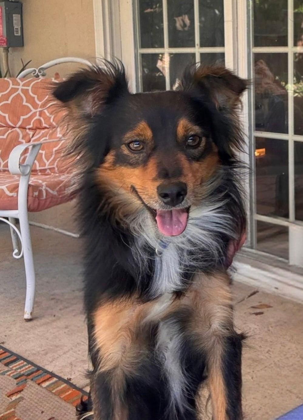 Enlarge Brutus, a Adoptable mixed breed in Lodi, CA image 1/6