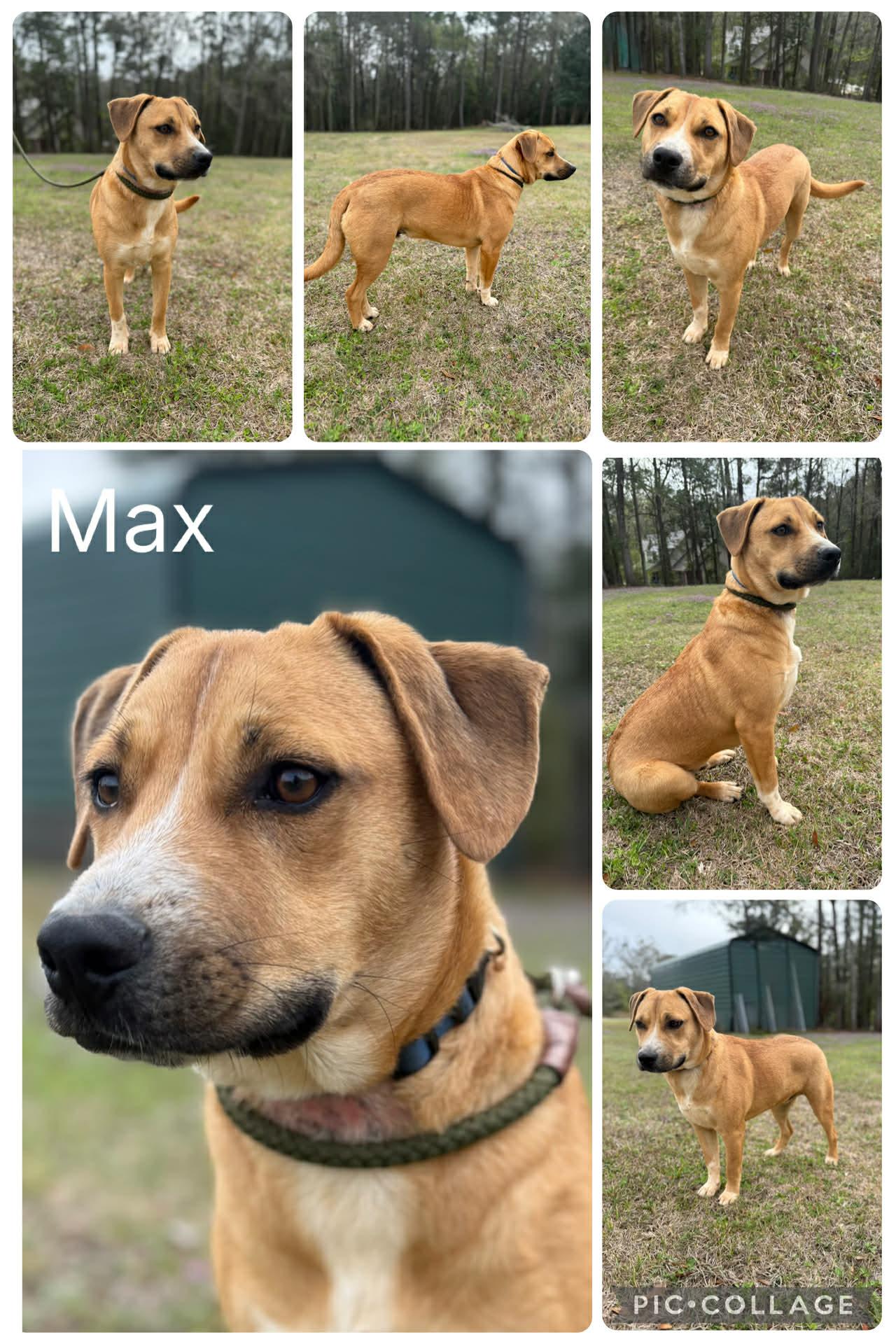 Enlarge Max, a ADOPTABLE mixed breed in Enterprise, AL image 1/1