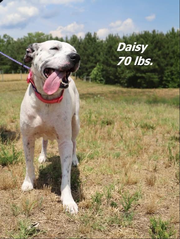 Daisy, Adoptable, Senior Female Mixed Breed.