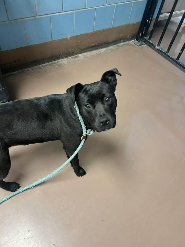 Enlarge Ondina, a ADOPTABLE Pit Bull Terrier in Chicago, IL image 3/5