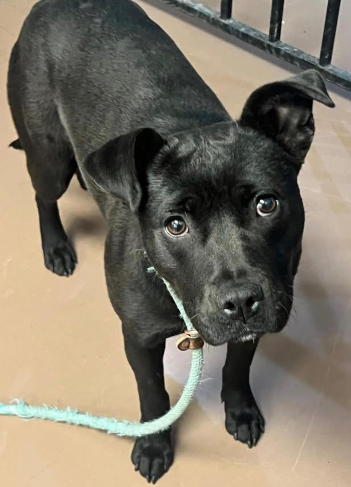 Enlarge Ondina, a ADOPTABLE Pit Bull Terrier in Chicago, IL image 4/5