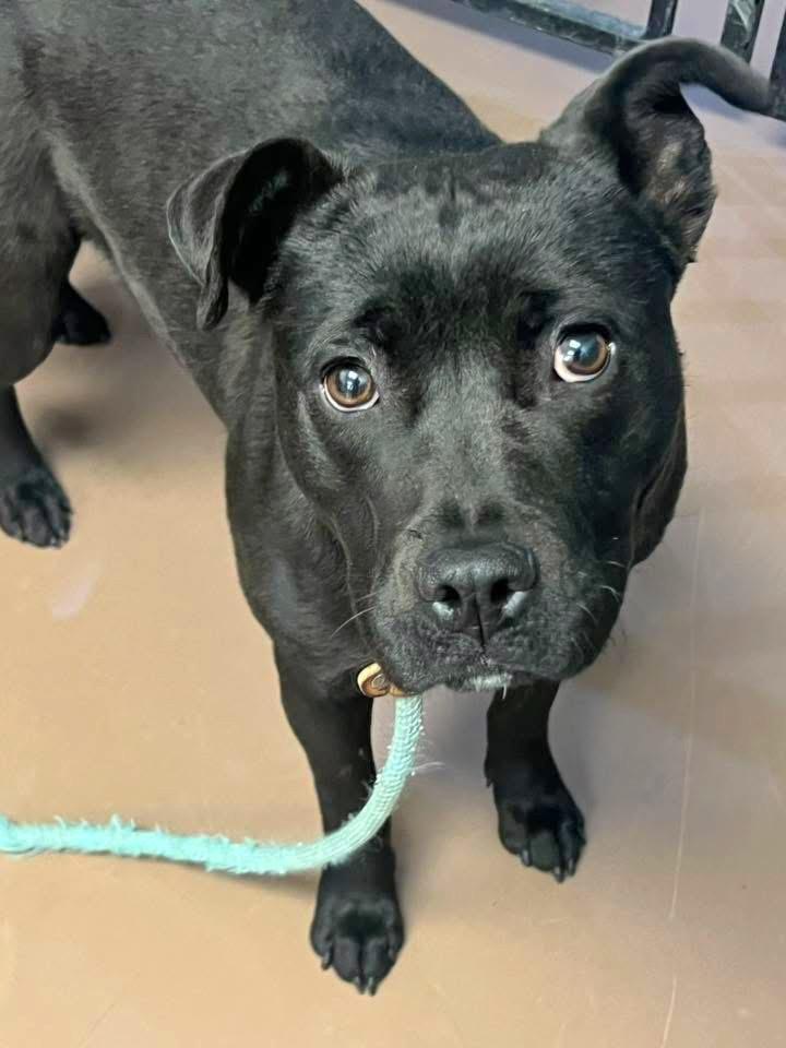 Ondina, ADOPTABLE, Adult Female Pit Bull Terrier.