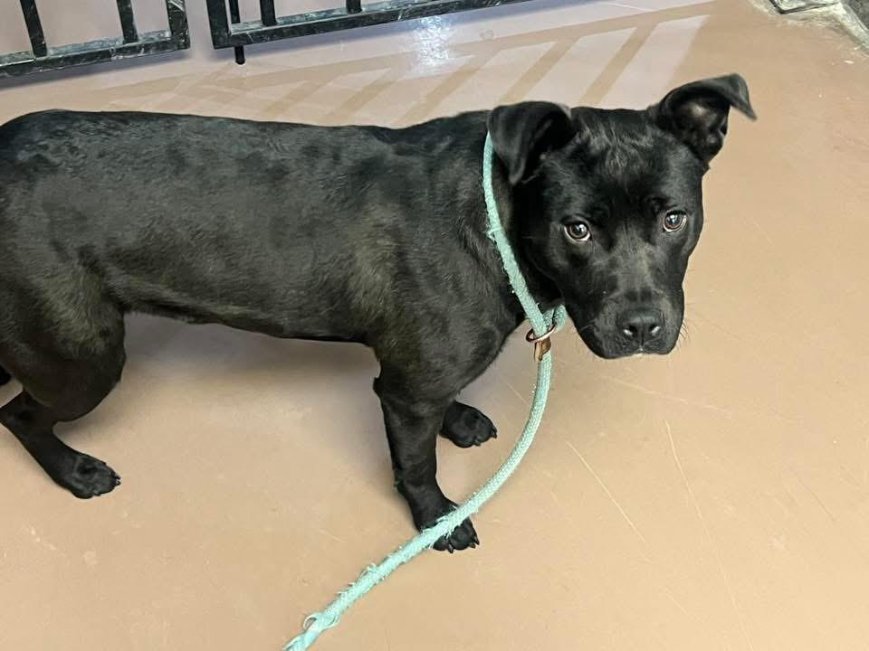 Enlarge Ondina, a ADOPTABLE Pit Bull Terrier in Chicago, IL image 2/5