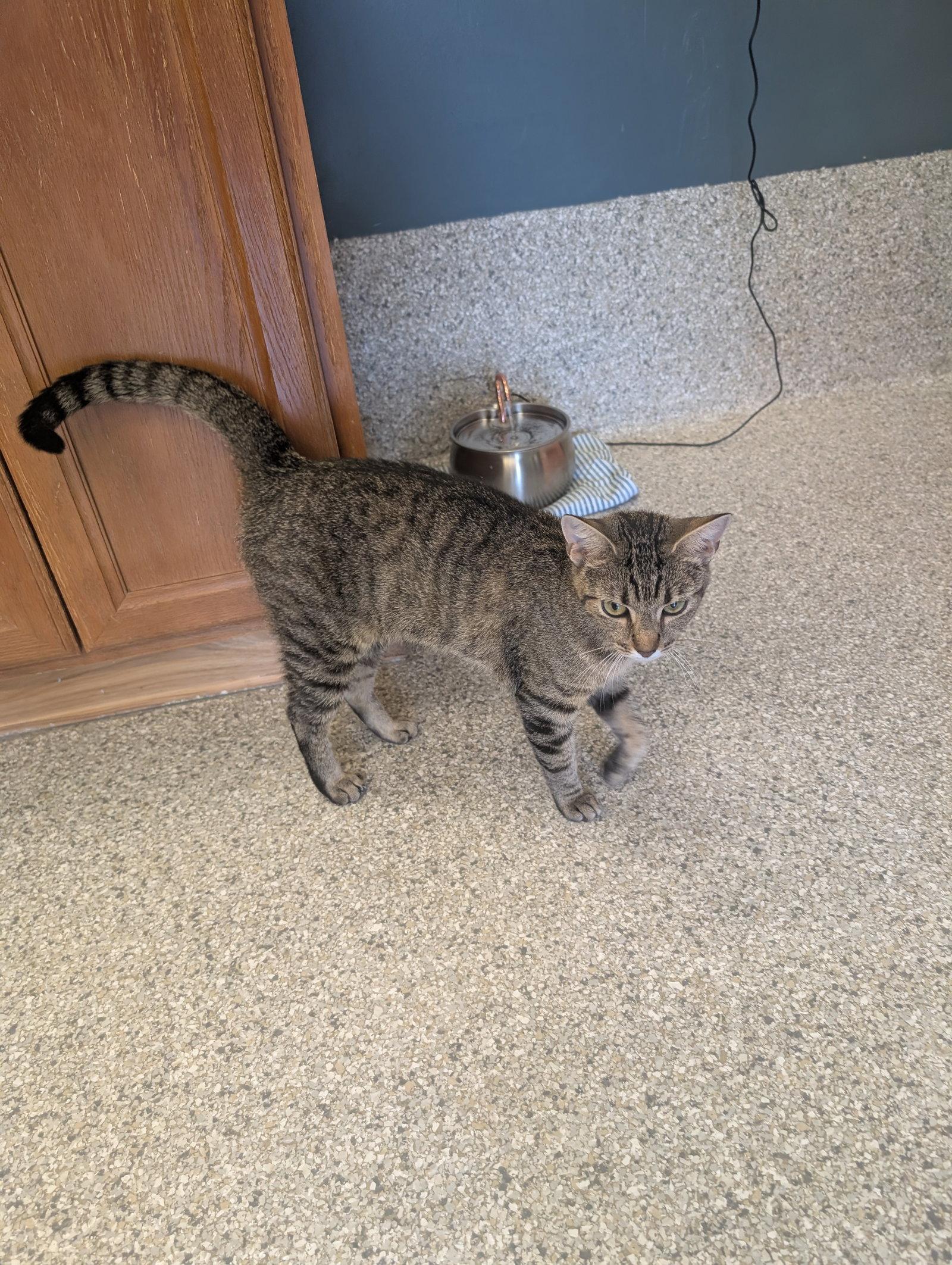 Sushi, Adoptable, Adult Female Domestic Short Hair.