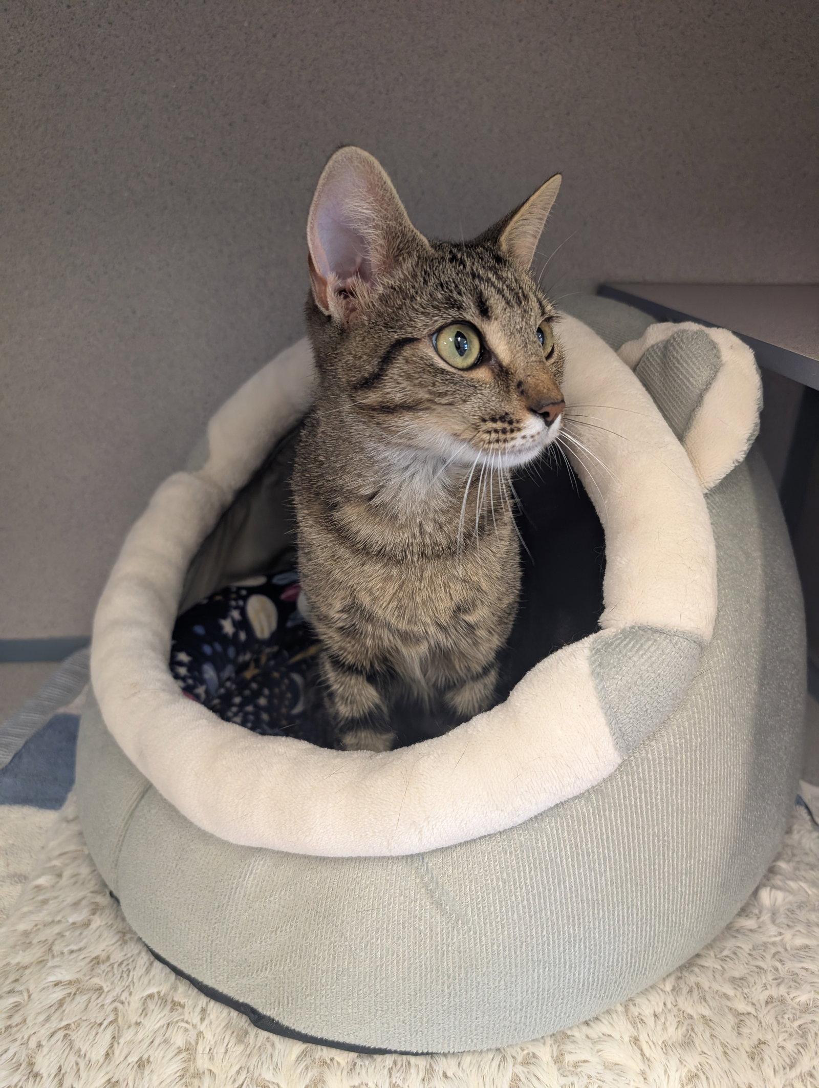 Enlarge Sushi, a Adoptable Domestic Short Hair in Evergreen, CO image 2/3
