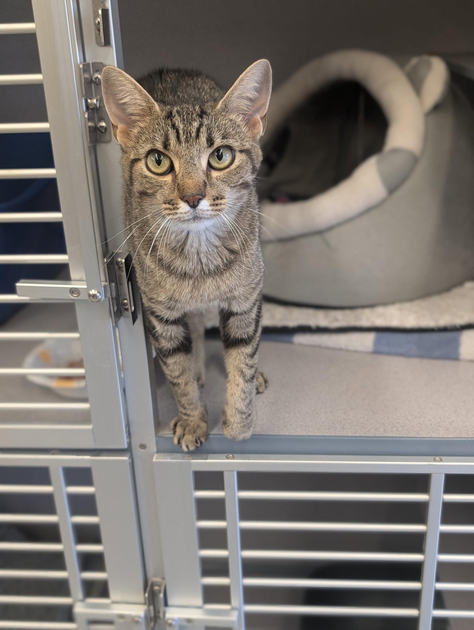 Enlarge Sushi, a Adoptable Domestic Short Hair in Evergreen, CO image 3/3