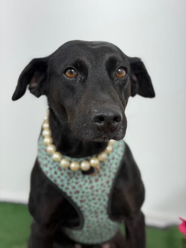 Enlarge Luz-One of our Amazing Rescue Dogs, a Adoptable mixed breed in Palo Alto, CA image 1/1