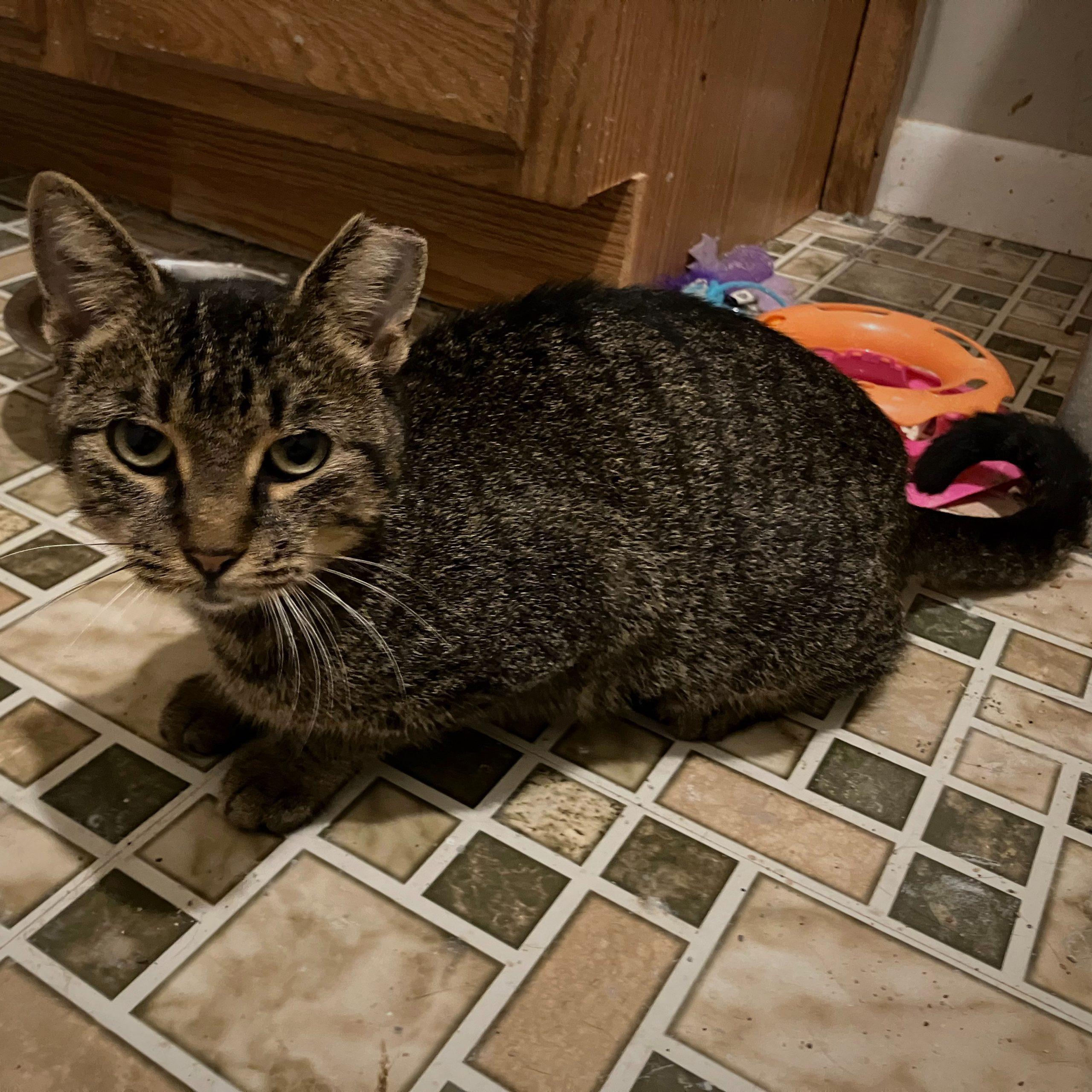 Enlarge Atlee, a Adoptable mixed breed in Knoxville, TN image 2/3