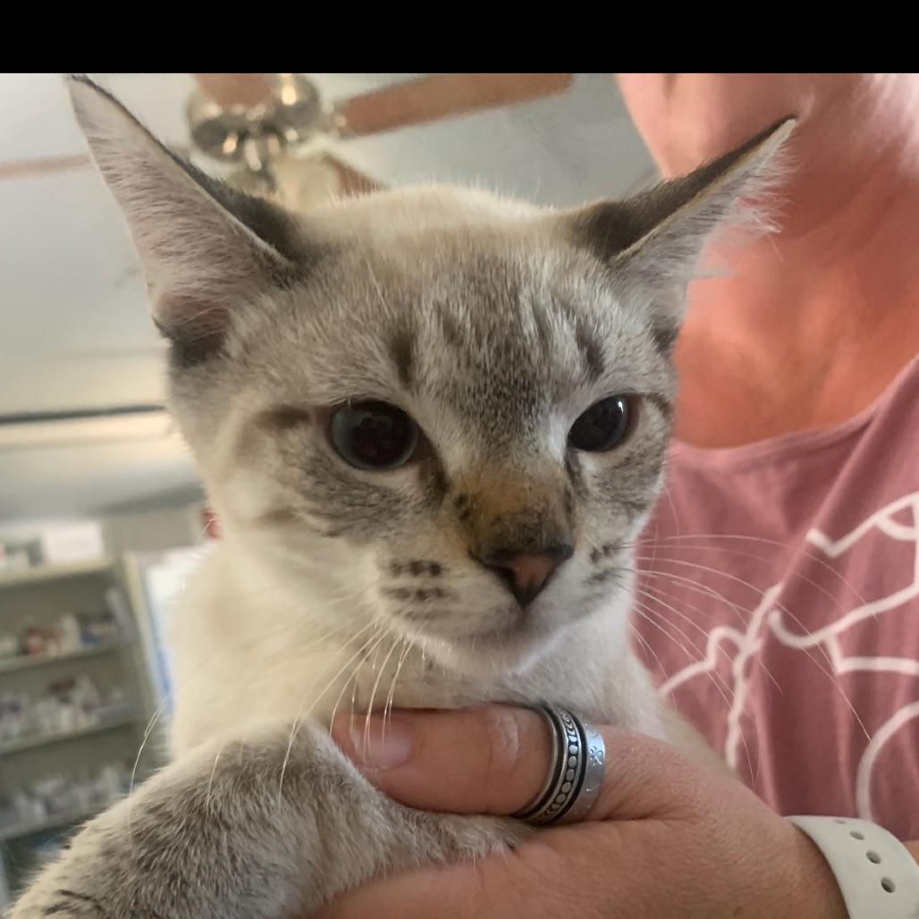 Stalin, Adoptable, Kitten Male Domestic Short Hair.