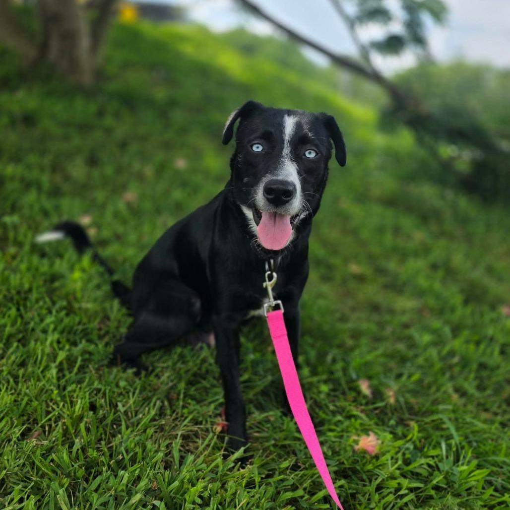 Roxie, Adoptable, Adult Female Border Collie.