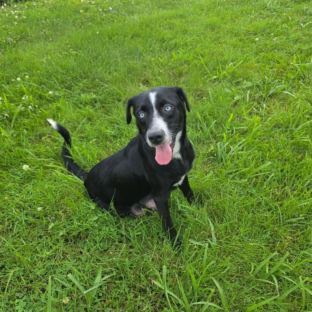 Roxie, a Adoptable Border Collie in Jackson, MO image 2/6