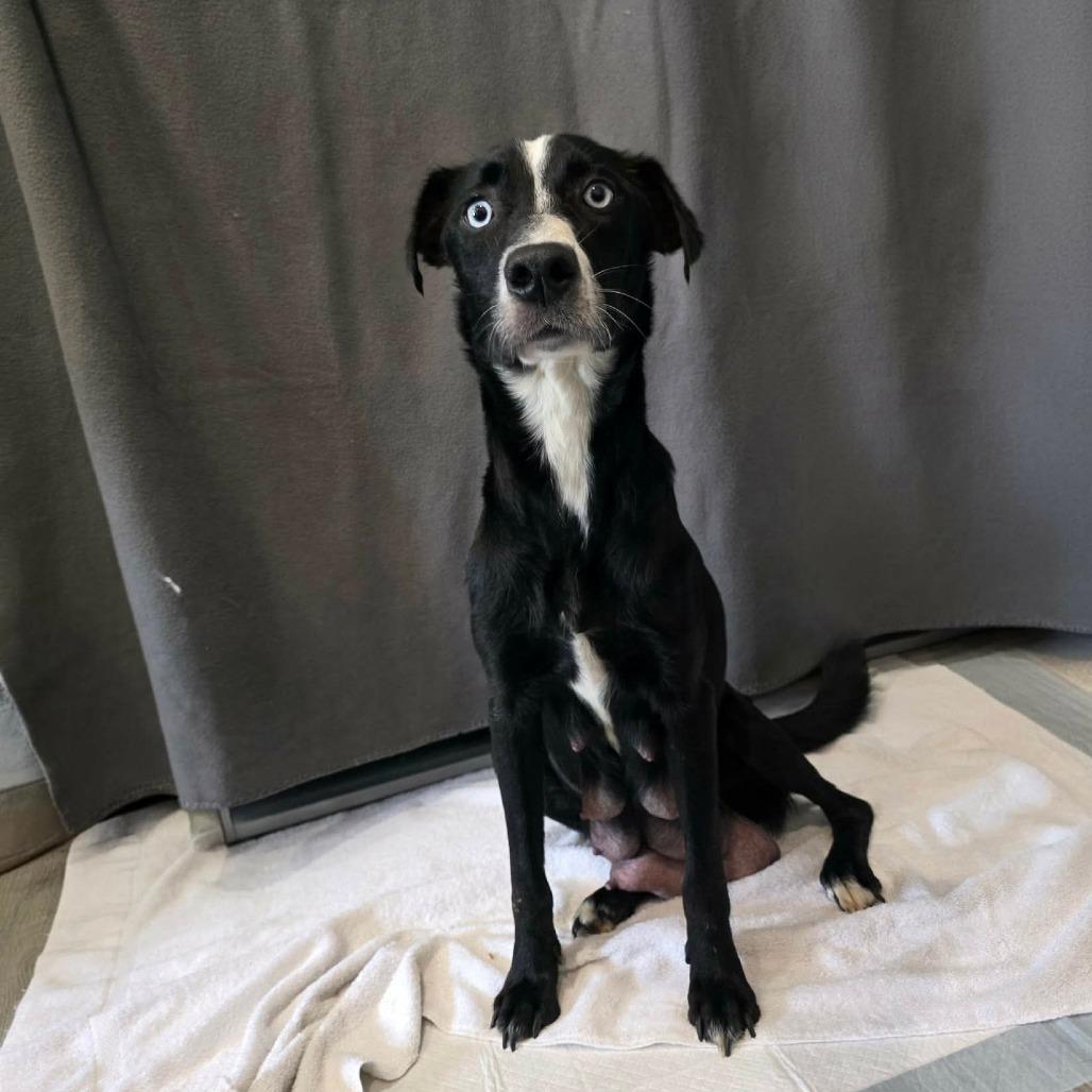 Roxie, a Adoptable Border Collie in Jackson, MO image 5/6