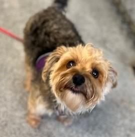 Enlarge Roxy , a Adoptable mixed breed in Egg Harbor City, NJ image 2/2