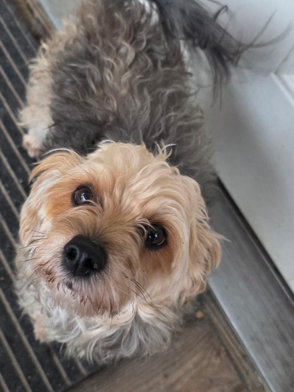Roxy , Adoptable, Young Female Yorkshire Terrier & Yorkie Poo.