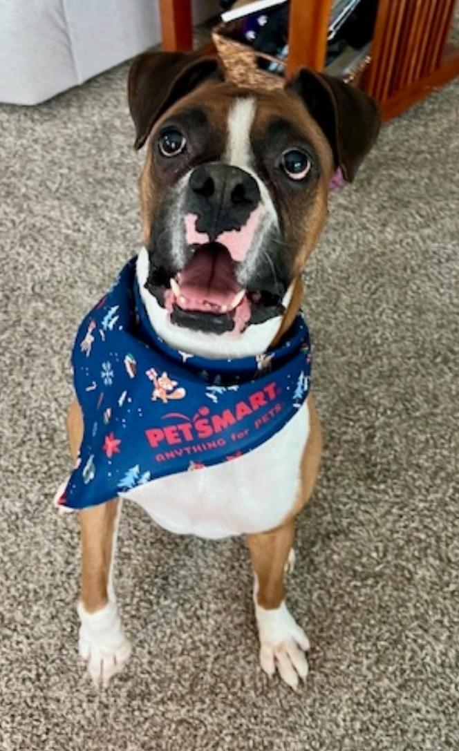 Enlarge King, a ADOPTABLE Boxer in Hamburg, NY image 4/6