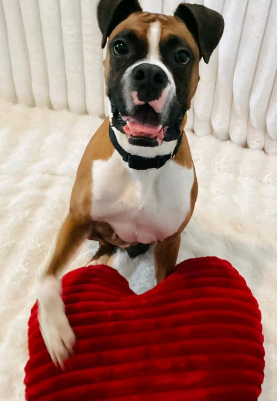 King-Boxer, ADOPTABLE, Adult Male Boxer.